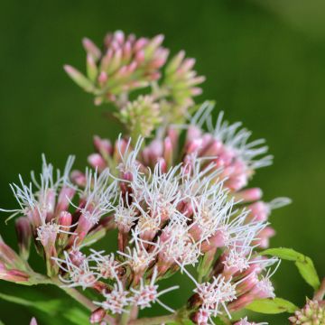 Eupatorium fortunei, Eupatoire