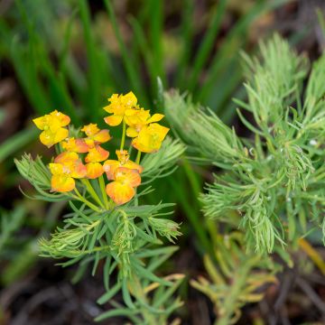 Euphorbe Petit-Cyprès - Euphorbia cyparissias