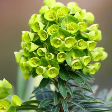 Euphorbe Redwing 'Charam'