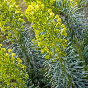 Euphorbe characias Humpty Dumpty