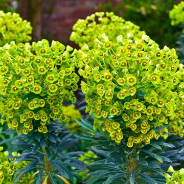 Euphorbe characias ssp. wulfenii