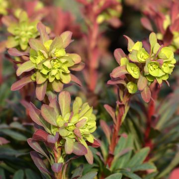 Euphorbia amygdaloides purpurea - Euphorbe des bois pourpre