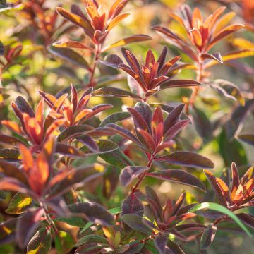 Euphorbia dulcis Chameleon - Euphorbe douce 