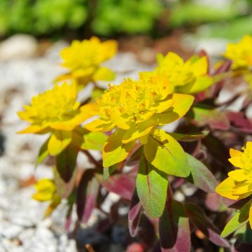 Euphorbia polychroma Bonfire - Euphorbe polychrome