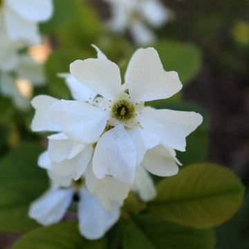 Exochorda Magical Springtime ® ('Kolmaspri') - Exochorda racemosa