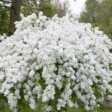 Exochorda racemosa Snow Mountain - Arbuste aux perles