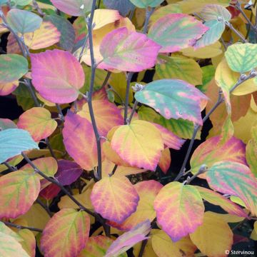 Fothergilla intermedia Blue Shadow