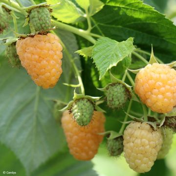 Framboisier Schlaraffia Golddigger - Rubus idaeus