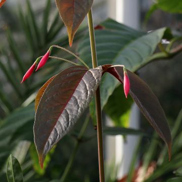 Fuchsia alpestris Grimpant