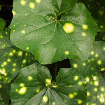 Farfugium japonicum Aureomaculatum - Plante Panthère.