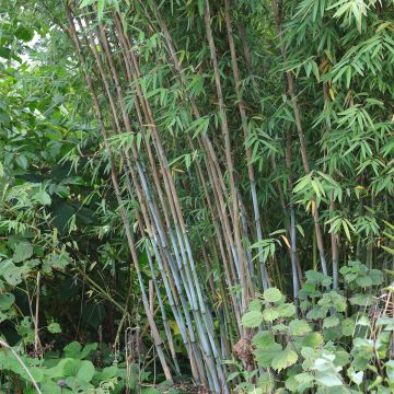 Plant in a Box - Set de 3 Fargesia Rufa - Bambou non traçant - Arbuste  exterieur jardin persistant - Pot 13cm - Hauteur 25-40cm : : Jardin