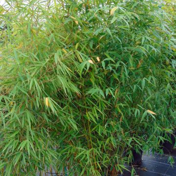 Bambou Fargesia Rufa - Plante d'Extérieur Non Envahissante – La Green Touch