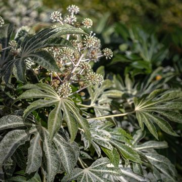 Fatsia japonica Spider's Web - Faux-aralia panaché