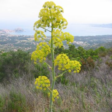 Ferula communis - Grande férule