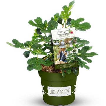 Figuier nain Lucky Berry - Ficus carica