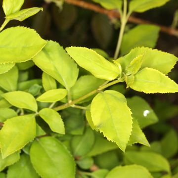 Forsythia viridissima Citrus Swizzle - Mimosa de Paris