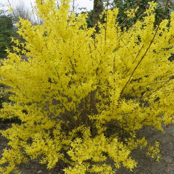 Forsythia intermedia Week-end - Mimosa de Paris