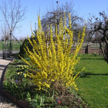 Forsythia x intermedia Lynwood - Mimosa de Paris