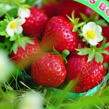 La fraise des bois  Le blog de Gallica