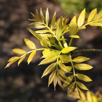 Fraxinus excelsior Foliis Aureis - Frêne commun doré