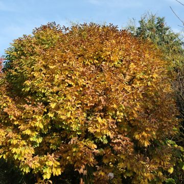 Fraxinus ornus - Frêne à fleurs, Orne