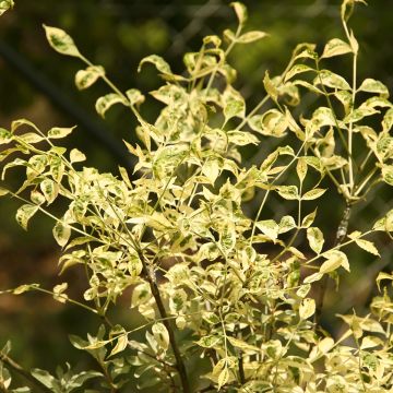 Fraxinus pennsylvanica Argenteomarginata - Frêne de Pennsylvanie panaché
