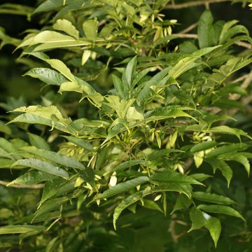 Frêne de Chine - Fraxinus chinensis Emma's Gold