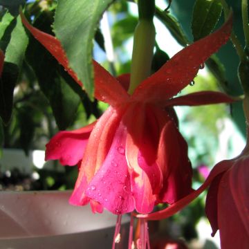 Fuchsia retombant Rohees Millenium