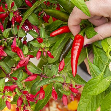 Fuchsia Chantilly