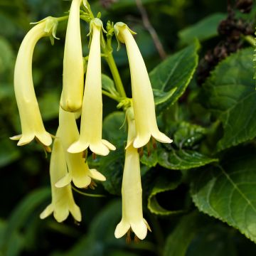 Fuchsia du Cap - Phygelius Yellow Sovereign jaune