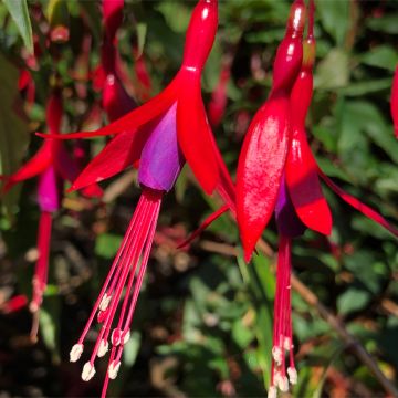 Fuchsia hatschbachii - Fuchsia de Hatschbach