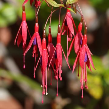 Fuchsia magellanica Riccartonii - Fuchsia de Magellan