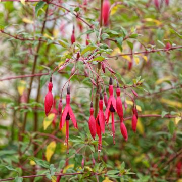 Fuchsia magellanica var. gracilis Variegata