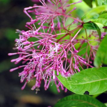 Fuchsia First Success