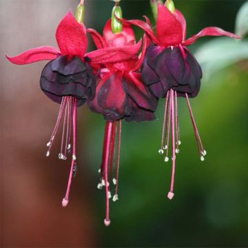 Fleur De Jouet Parlant Dansant Fleur Rougeoyante - Temu Canada