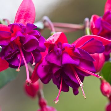 Fuchsia rustique Princess Dollar