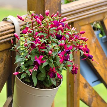 Fuchsia rustique Tom Thumb (Tom Pouce)