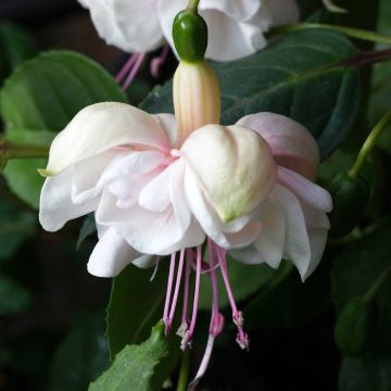 Fuchsia rustique White King