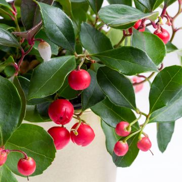 Gaultheria procumbens Color Surprise 