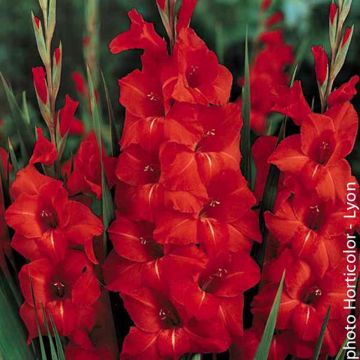 Glaïeul rouge- orangé - Gladiolus Victor Borge