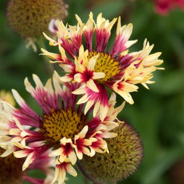 Gaillarde, Gaillardia grandiflora Fanfare