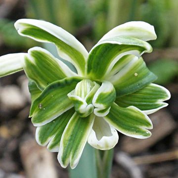 Perce-neige double - Galanthus nivalis pleniflorus Blewbury Tart