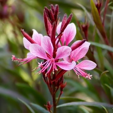 Gaura Crimson Butterfly