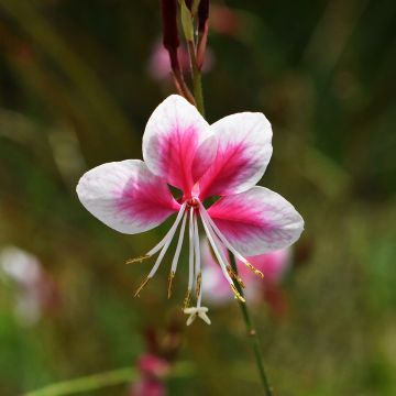 Gaura lindheimeri rose Siskyou pink