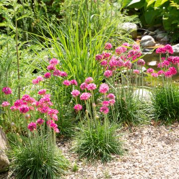 Gazon d'Espagne, Armeria maritima Düsseldorfer Stolz