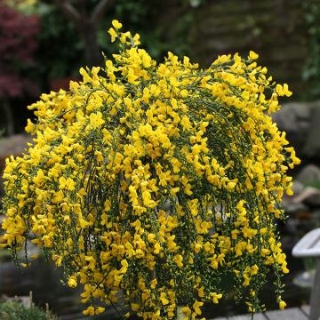 Genêt à balais sur tige - Cytisus scoparius Golden Tears