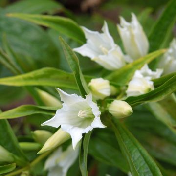 Gentiane, Gentiana asclepiadea var. alba