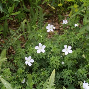 Geranium vivace sanguineum Album