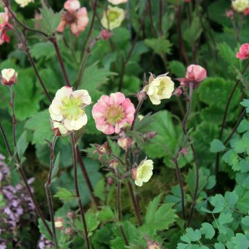 Geum Tempo® Rose - Benoîte