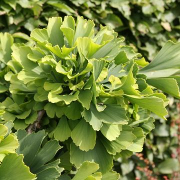 Ginkgo biloba Troll - Arbre aux quarante écus nain